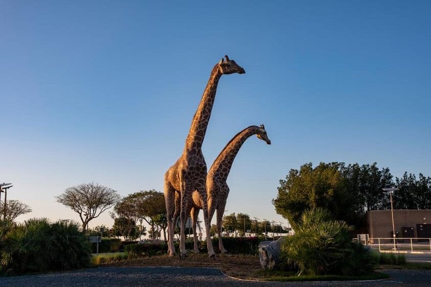 Girafes