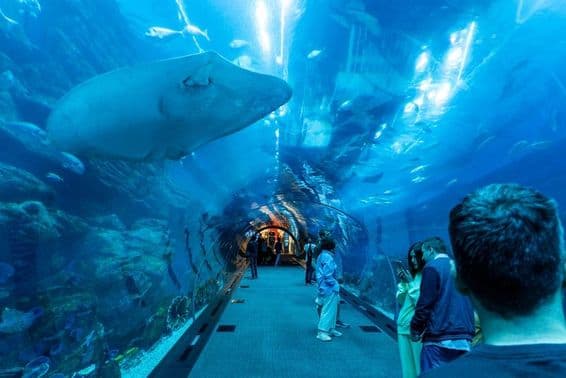 aquarium de Dubaï, tunnel sous-marin avec des gens le traversant, et une grande raie nageant au-dessus.