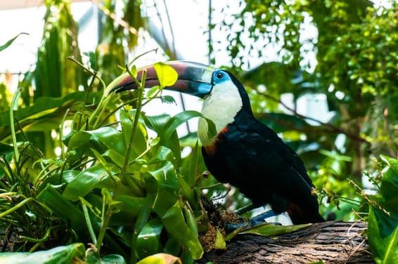 Toucan reposant sur un arbre, avec une plante verte devant.
