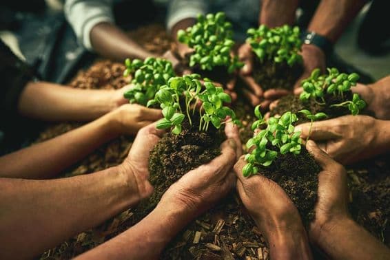 Mains humaines tenant des plantes vertes avec des racines recouvertes de terre.