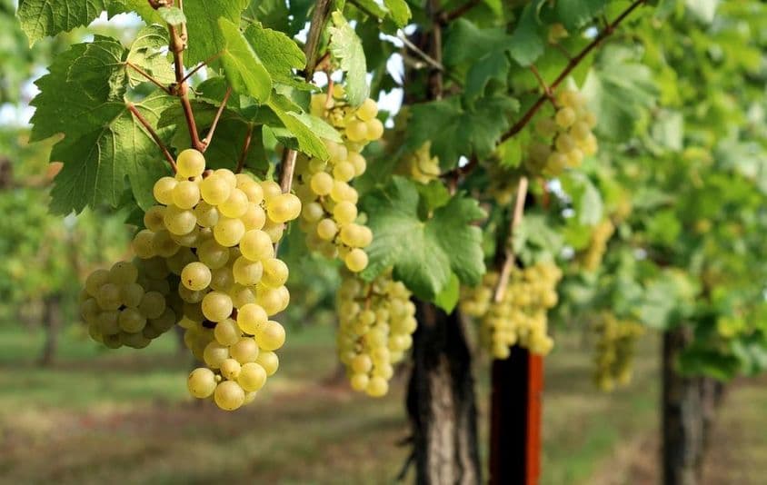 L'image montre une vigne avec des raisins mûrs suspendus.