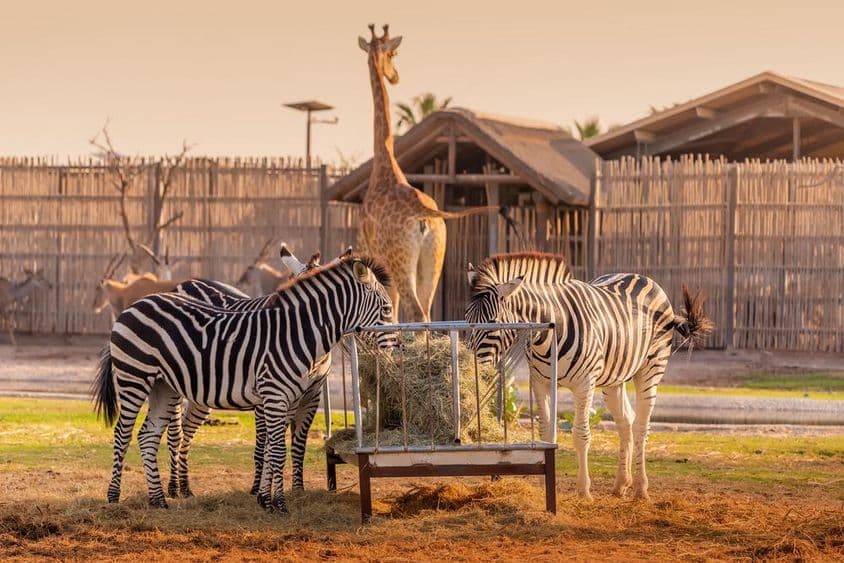 Deux zèbres mangeant avec une girafe visible derrière eux au Safari Park de Dubaï.