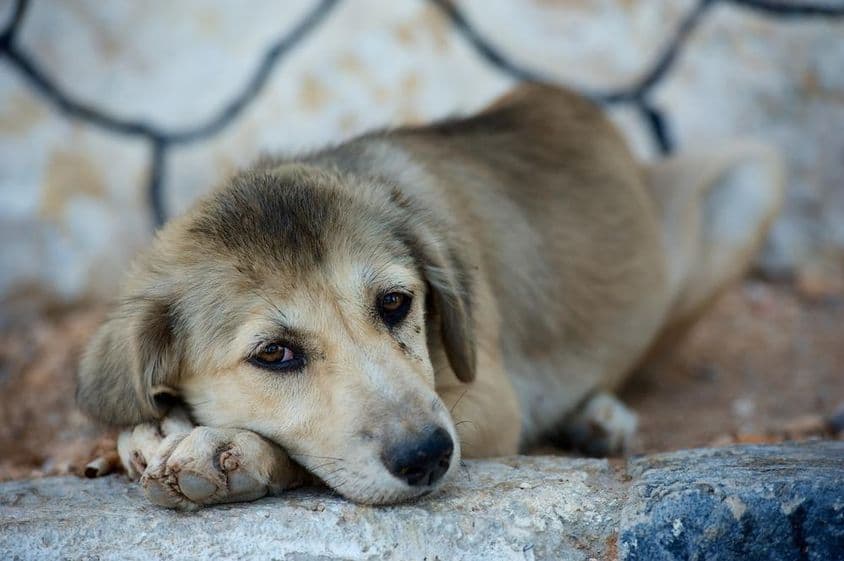 un petit chien mignon allongé sur le sol.
