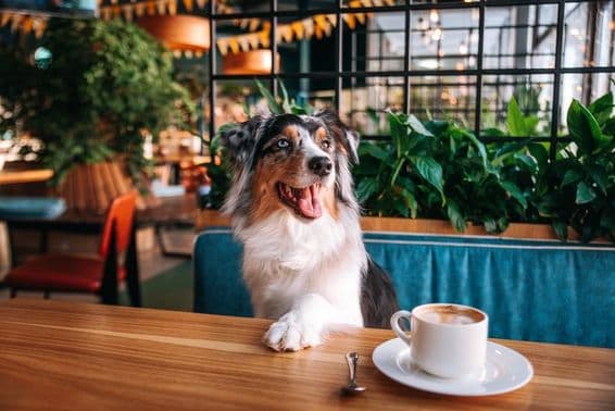 Chien assis à une table de café avec une tasse de café devant lui.