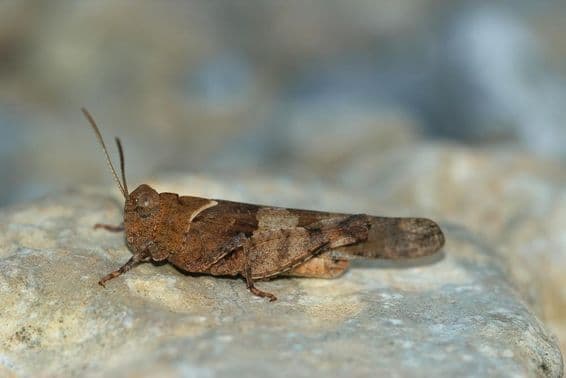 Criquet posé sur une roche.