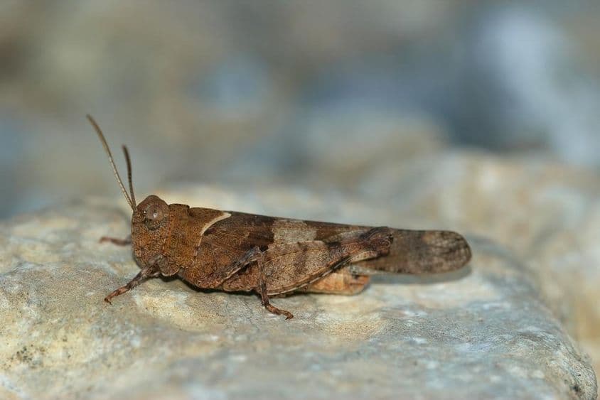 Criquet posé sur une roche.