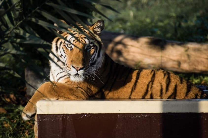 Tigre allongé à l'ombre.