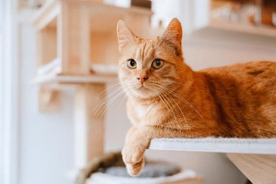 Chat allongé et observant.