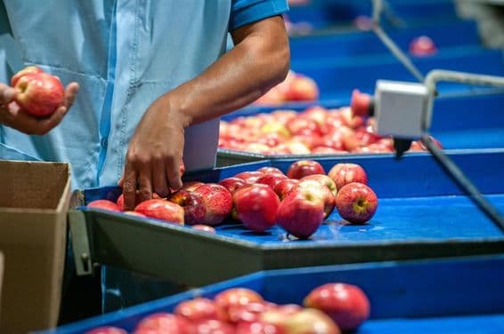 Un homme triant des pommes dans une usine de conditionnement.