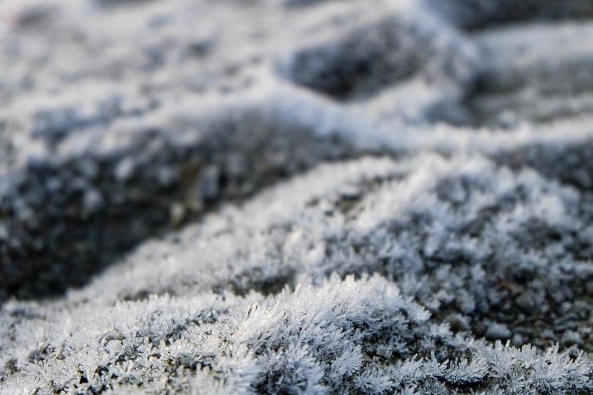 Herbe givrée, fleurs sauvages gelées.