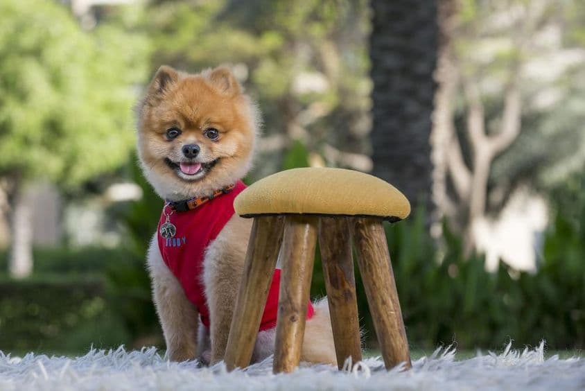 Chien de race Poméranien en chemise rouge.