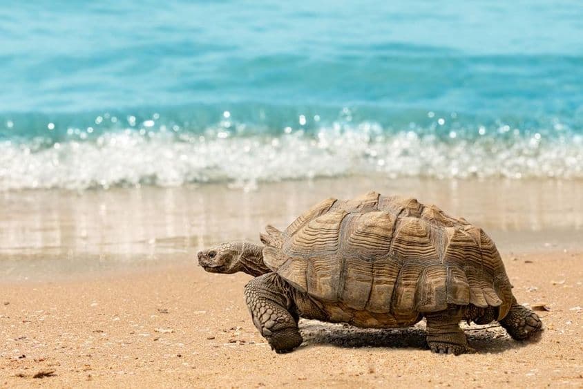 Géante tortue se promenant sur une plage de sable devant une mer bleue étincelante.