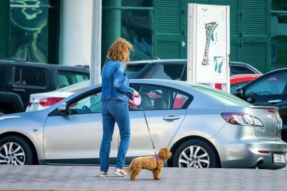 Femme promenant un chien à Dubaï, Émirats Arabes Unis.