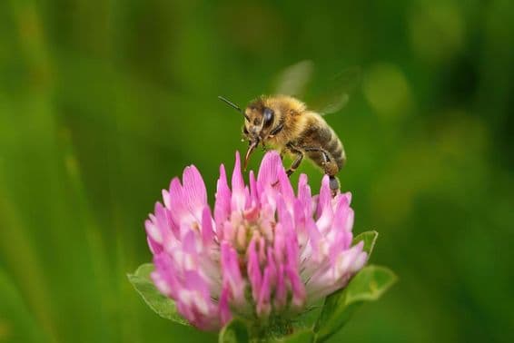 Abeille bourdonnante avec proboscis étendu sur fleur de trèfle rose.