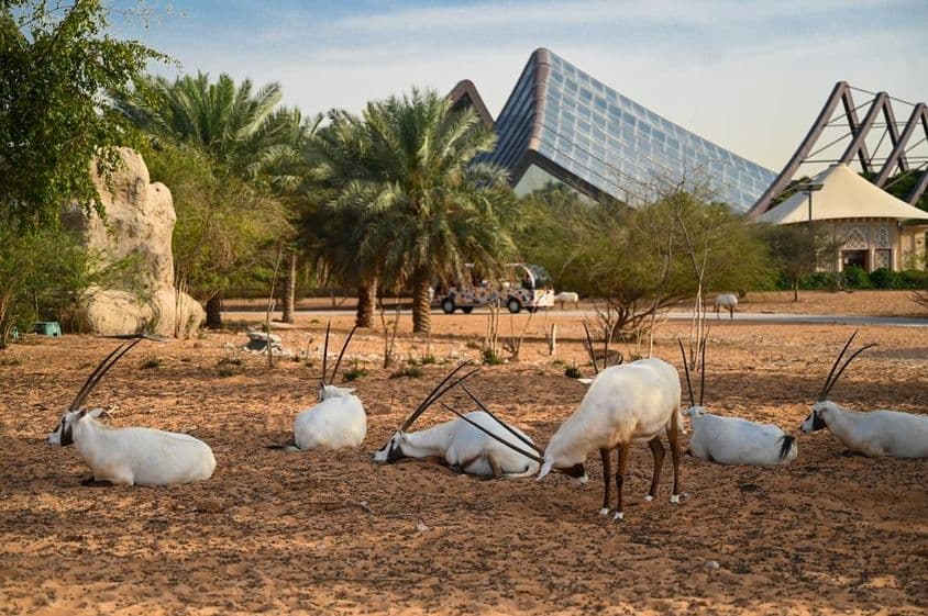 Émirats Arabes Unis, Parc Safari de Dubai.