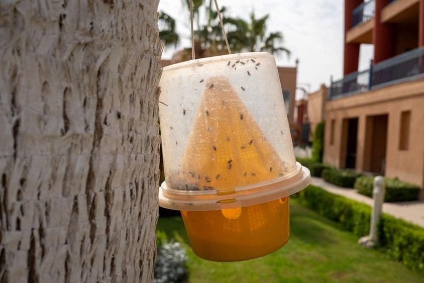 Piège pour insectes, tels que moustiques et mouches.