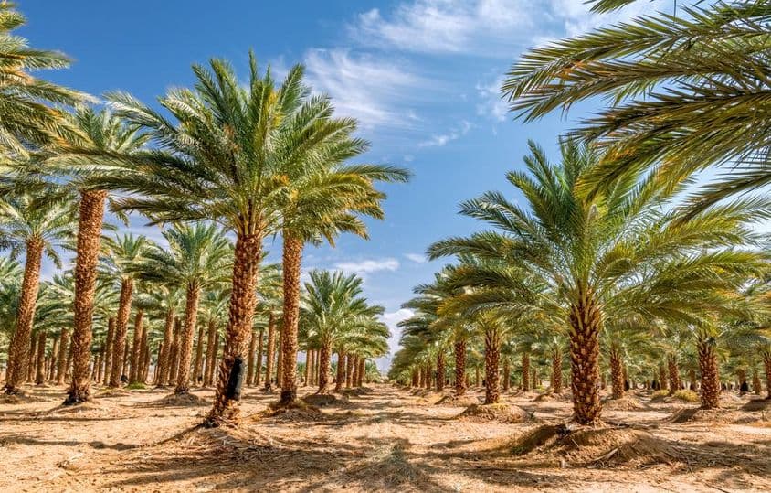 Plantation de palmiers pour la production alimentaire saine.