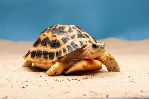 Tortue araignée (Pyxis arachnoides).