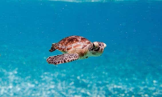 Une adorable petite tortue nage avec détermination, ses nageoires bougeant rapidement pour la propulser en avant.
