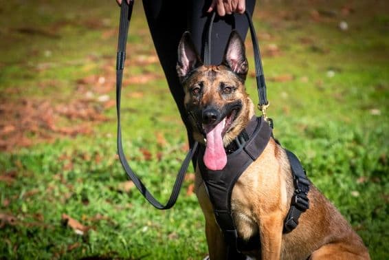 Chien de K9 en entraînement.