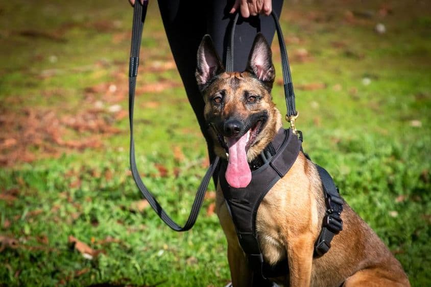 Chien de K9 en entraînement.