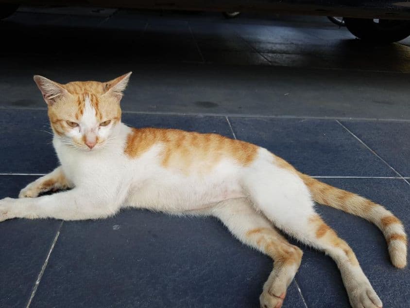 L'Arabian Mau, une race de chat domestique.