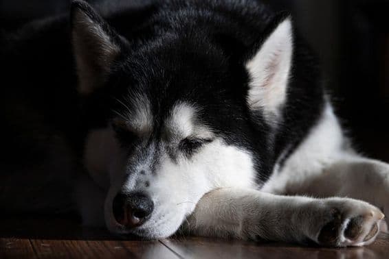 Un Husky Sibérien dormant dans une pièce.