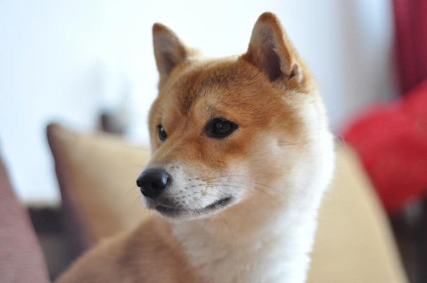 Gros plan d'un jeune chien Shiba Inu
