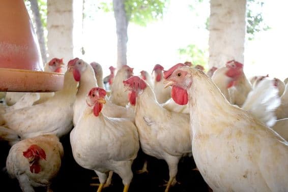 Groupe de poulets blancs en bonne santé dans une ferme avicole.