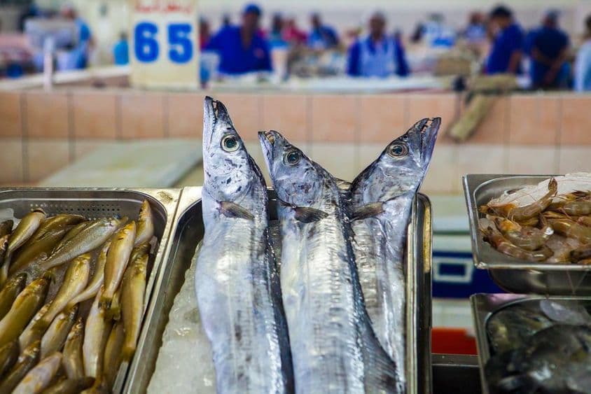 Abu Dhabi, marché aux poissons crevettes sur glace.