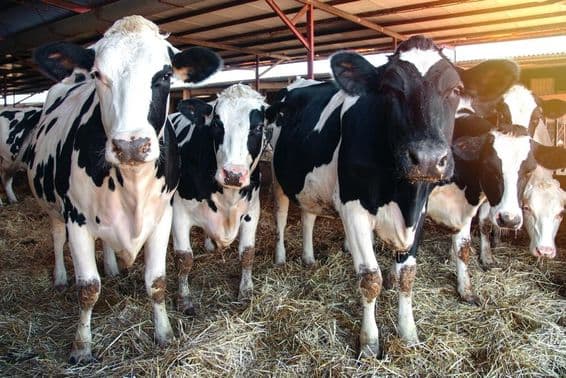 Plusieurs vaches laitières dans une étable.