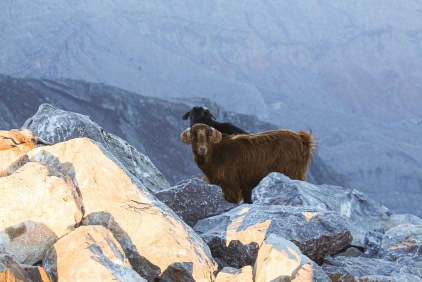 Le tahr arabe observé à Jebel Jais, Ras Al Khaimah.