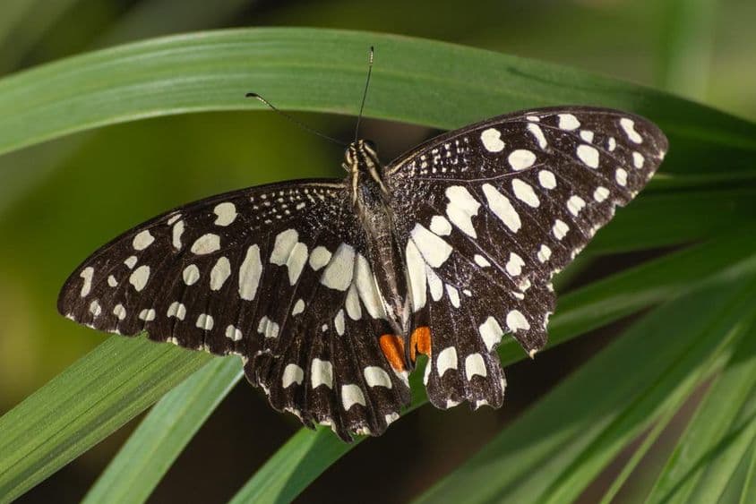 Le papillon Porte-queue Demi-lune sur une fleur rouge (Papilio demoleus) à Abu Dhabi.