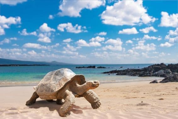 Îles Galápagos, tortue des Galápagos.