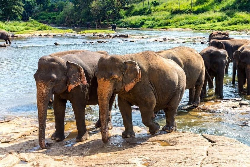 Un troupeau d'éléphants au Sri Lanka lors d'une journée d'été.