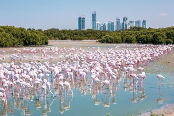Des milliers de flamants roses (Phoenicopterus roseus) à la réserve de faune sauvage de Ras Al Khor à Dubaï.