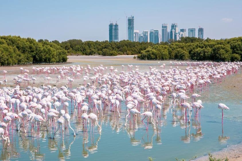 Des milliers de flamants roses (Phoenicopterus roseus) à la réserve de faune sauvage de Ras Al Khor à Dubaï.