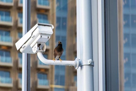 Oiseau sur une caméra de sécurité CCTV dans la ville de Dubaï.