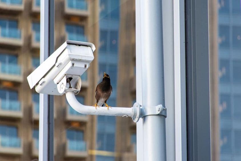 Oiseau sur une caméra de sécurité CCTV dans la ville de Dubaï.