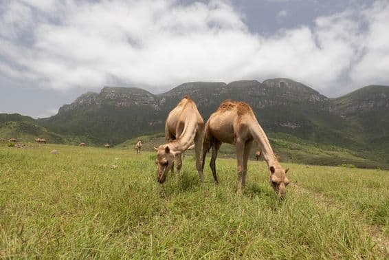 Chameaux omanis à Salalah.