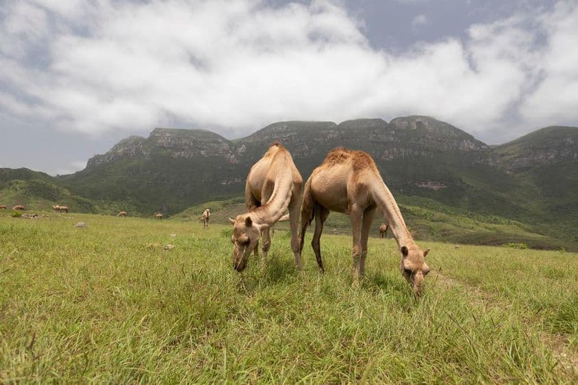 Chameaux omanis à Salalah.