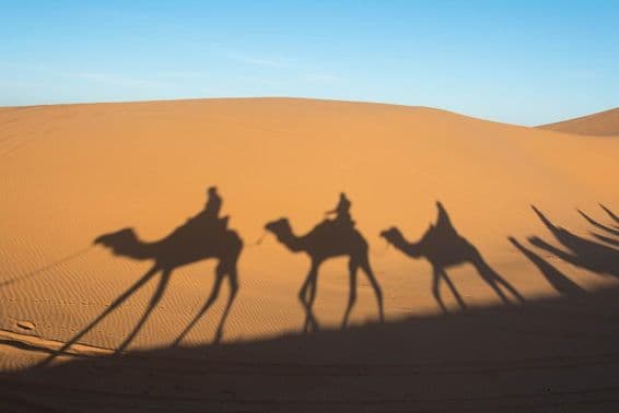 L'ombre d'un chameau sur les dunes de sable du désert du Sahara.