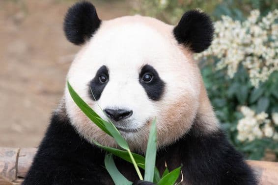 Panda géant, Fu Bao, mangeant des feuilles de bambou.