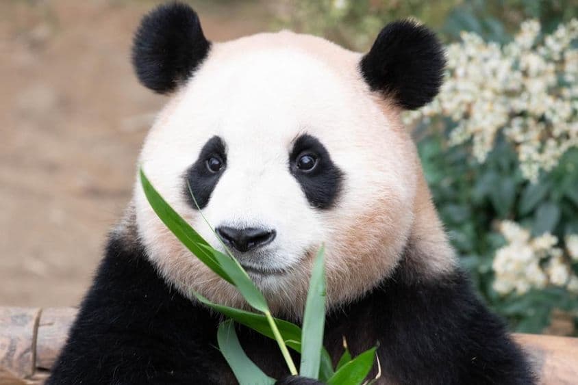 Panda géant, Fu Bao, mangeant des feuilles de bambou.