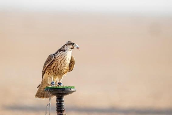 Faucon en entraînement dans le désert de Mesaieed, Qatar.
