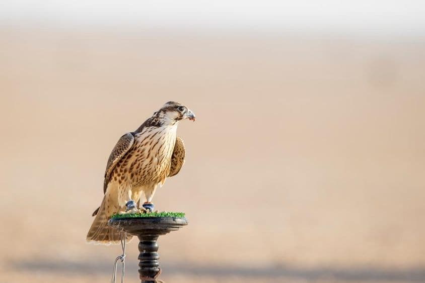 Faucon en entraînement dans le désert de Mesaieed, Qatar.