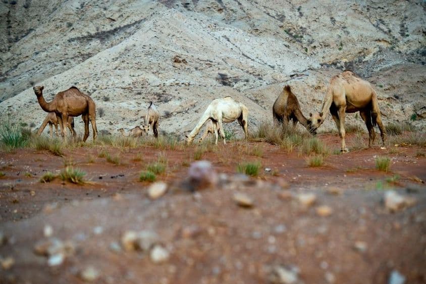 La zone désertique d'Al Faya dans le district de Sharjah, récemment inscrite comme site du patrimoine mondial de l'UNESCO.