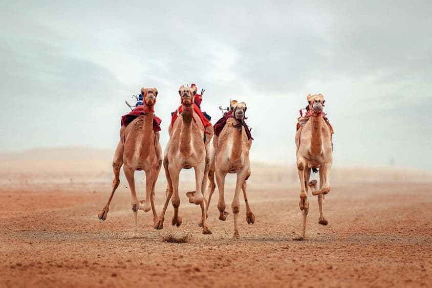 Piste de course de chameaux à Shahaniyah, Qatar.