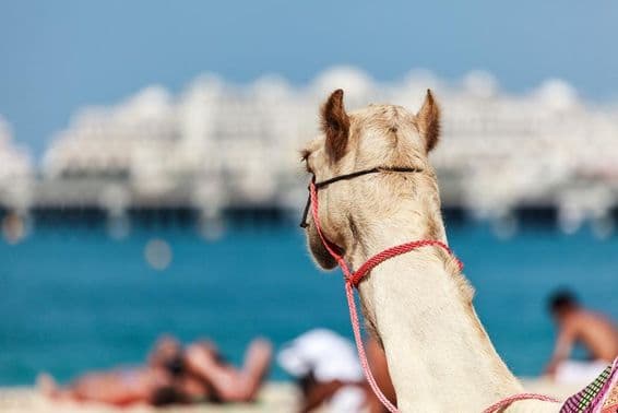 Faire du chameau est très populaire en hiver et par temps froid à Dubaï.