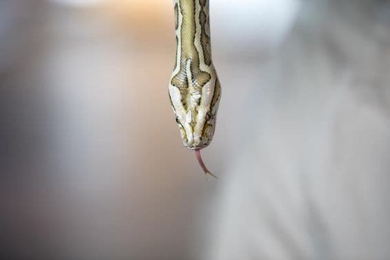 Portrait en gros plan d'un jeune python Birman à motifs jaunes.